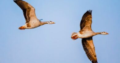 Bar-headed Geese population is 47598 at Pong Dam Lake Wildlife Sanctuary HIMACHAL HEADLINES