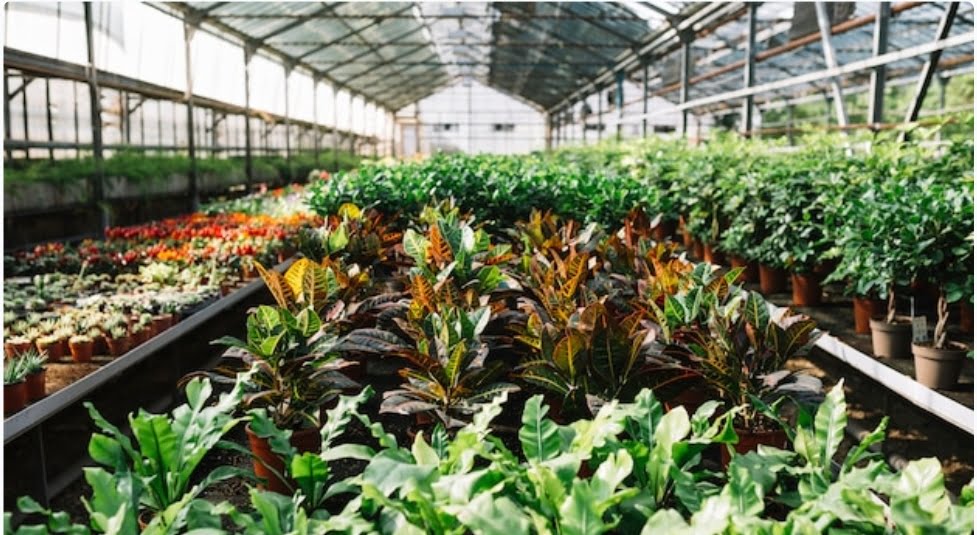 Department urges to buy saplings from government or registered fruit nurseries HIMACHAL HEADLINES