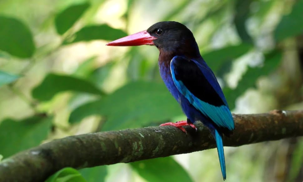 Wildlife Day Celelebrated Wildlife Day Celelebrated HIMACHAL HEADLINES