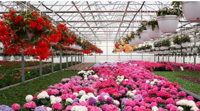 Farmers get hands on training in floriculture HIMACHAL HEADLINES