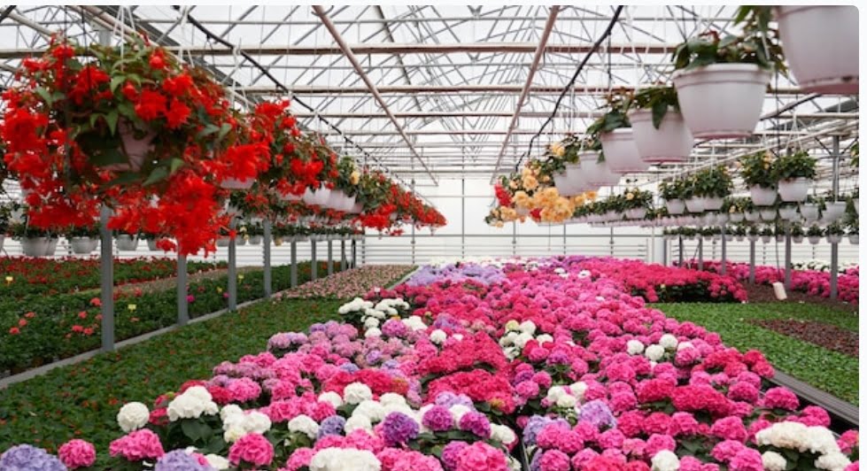 Farmers get hands on training in floriculture Farmers get hands on training in floriculture HIMACHAL HEADLINES