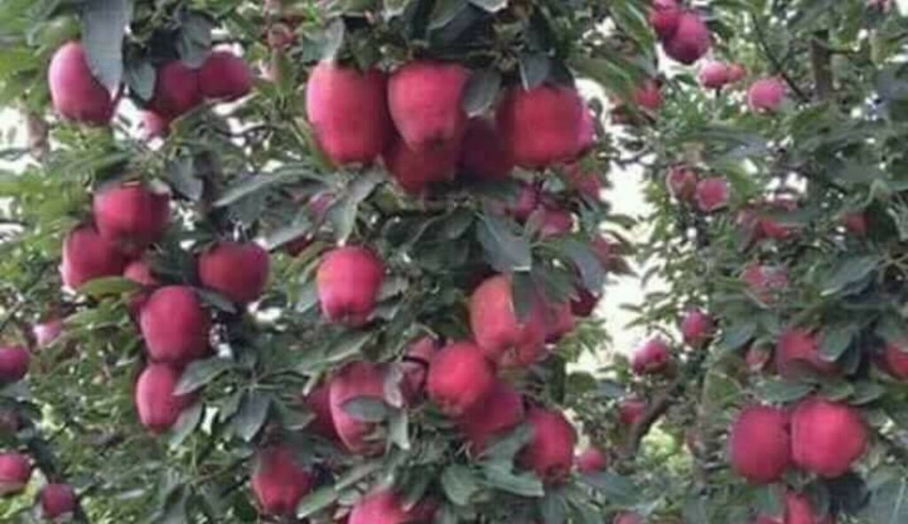 World bank guidelines not allow waterhareasting in noncluster apple orchard: Minister HIMACHAL HEADLINES