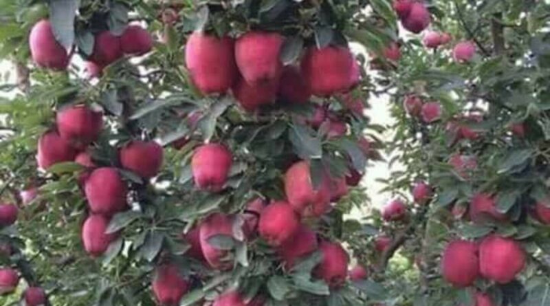 World bank guidelines not allow waterhareasting in noncluster apple orchard: Minister HIMACHAL HEADLINES