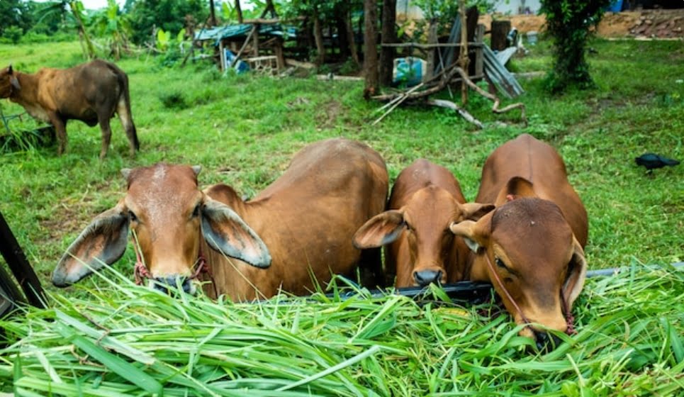 MLAs across party for  livestock policy HIMACHAL HEADLINES