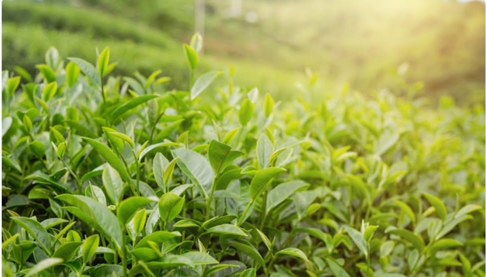 Assembly passes legislation exempt big tea estate from land ceiling Assembly passes legislation exempt big tea estate from land ceiling HIMACHAL HEADLINES
