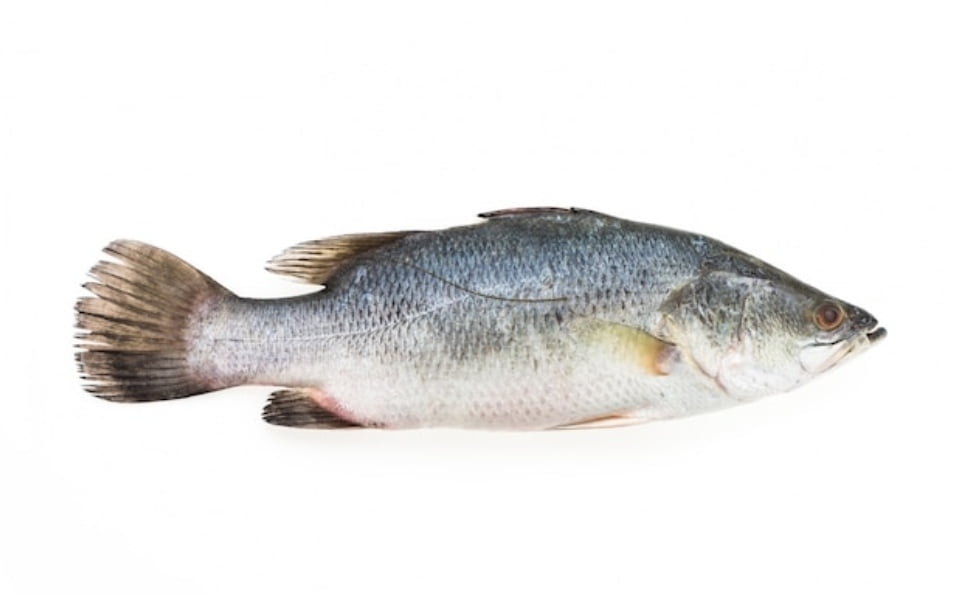 Fish import permits will be issued only in favor of registered contractors: Virender Kanwar Fish import permits will be issued only in favor of registered contractors: Virender Kanwar HIMACHAL HEADLINES