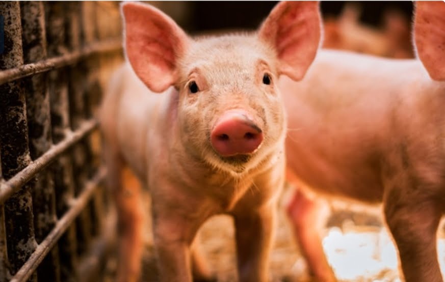 Pig rearing is Himachal government’s new outlook to boost state economy HIMACHAL HEADLINES