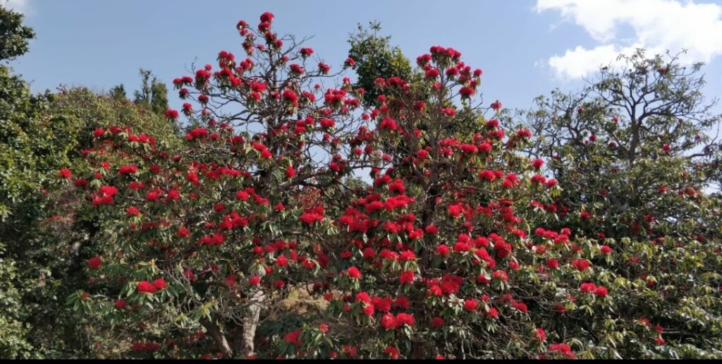 Fragrance of Rhododendron buzzing Habban and Pajhota valley HIMACHAL HEADLINES
