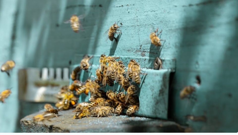 Himachal covers drowning, hornet & wasp bite deaths under diaster relief mannual Himachal covers drowning, hornet & wasp bite deaths under diaster relief mannual HIMACHAL HEADLINES