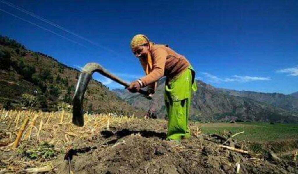 Prolonged dryspell & extreme heatwave damage Off-season vegitable Prolonged dryspell & extreme heatwave damage Off-season vegitable HIMACHAL HEADLINES