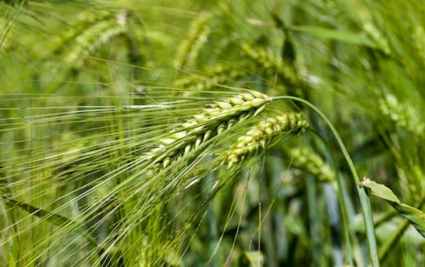 State level workshop on strengthening wheat flour fortification HIMACHAL HEADLINES
