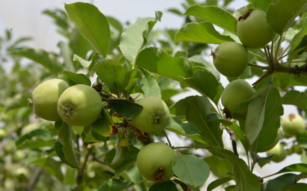 Apple varieties developed by Horticulture Dpt for lower areas of Himachal prove a boon Apple varieties developed by Horticulture Dpt for lower areas of Himachal prove a boon HIMACHAL HEADLINES