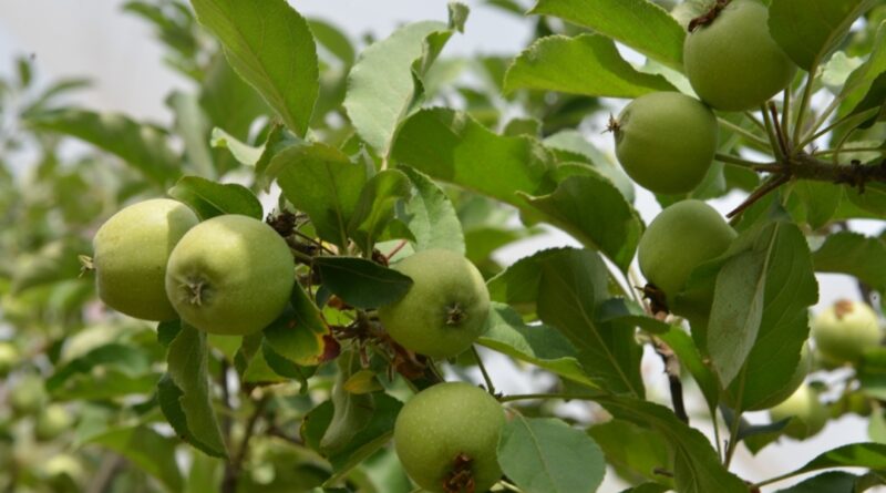 Apple varieties developed by Horticulture Dpt for lower areas of Himachal prove a boon HIMACHAL HEADLINES