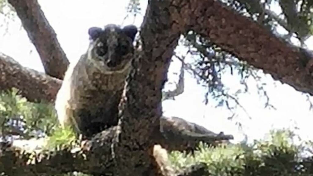 A fully grown Himalayan palm civet seen in US club Shimla HIMACHAL HEADLINES