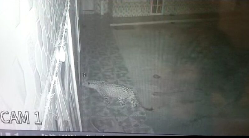 Female leopard along twin cubs capture on Camera  HIMACHAL HEADLINES
