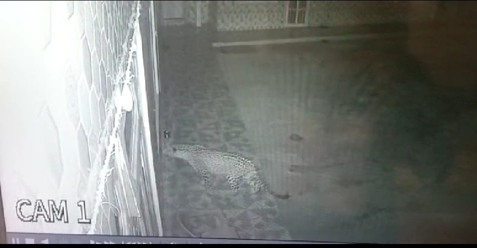 Female leopard along twin cubs capture on Camera  HIMACHAL HEADLINES