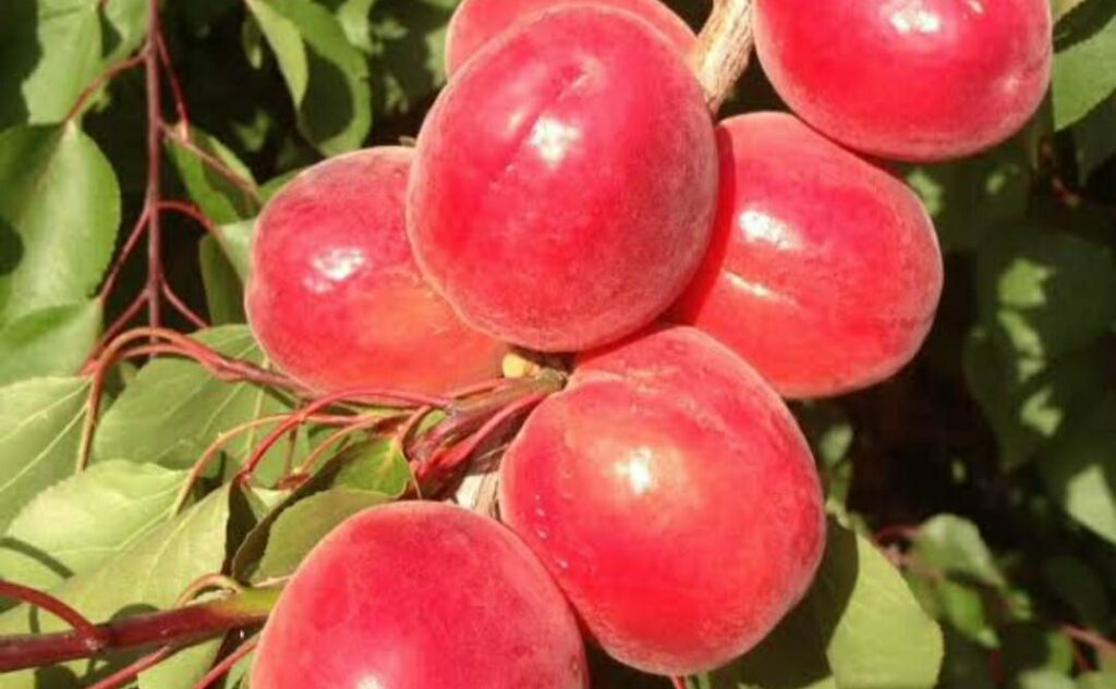 Red apricot prepared for the first time in Himachal, is helpful in fighting cancer Red apricot prepared for the first time in Himachal, is helpful in fighting cancer HIMACHAL HEADLINES