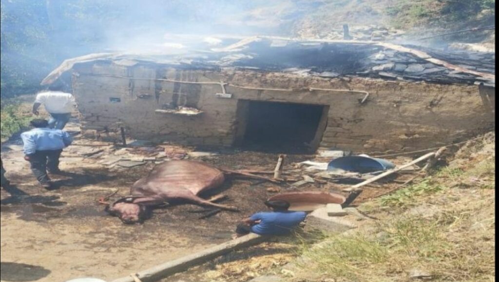 Cattle charred to death in Mandi fire mishap HIMACHAL HEADLINES