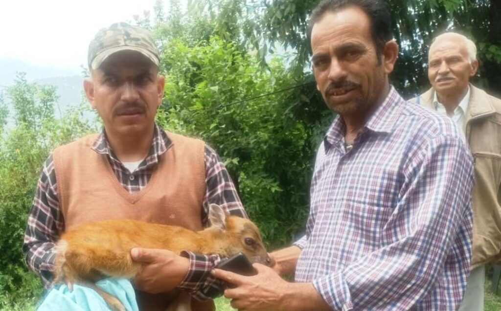 Calf of barking deer rescue chase by feral dog  HIMACHAL HEADLINES