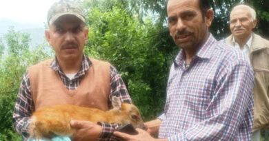 Calf of barking deer rescue chase by feral dog  HIMACHAL HEADLINES