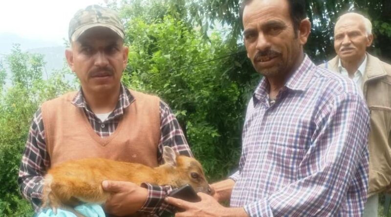 Calf of barking deer rescue chase by feral dog  HIMACHAL HEADLINES