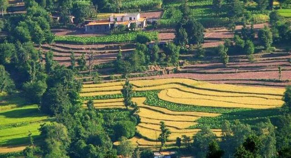 HRG innovation of Niche mountain crops with small & marginal ryots HRG innovation of Niche mountain crops with small & marginal ryots HIMACHAL HEADLINES
