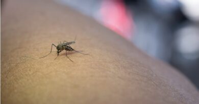 Parmanoo reported 147 fredh cases of Dengue HIMACHAL HEADLINES