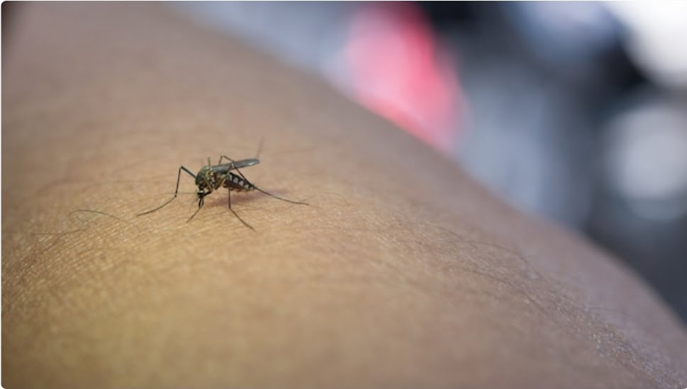 Parmanoo reported 147 fredh cases of Dengue HIMACHAL HEADLINES
