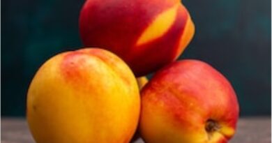 Peach valley Rajgarh supplying bulk of juicy stone fruit HIMACHAL HEADLINES