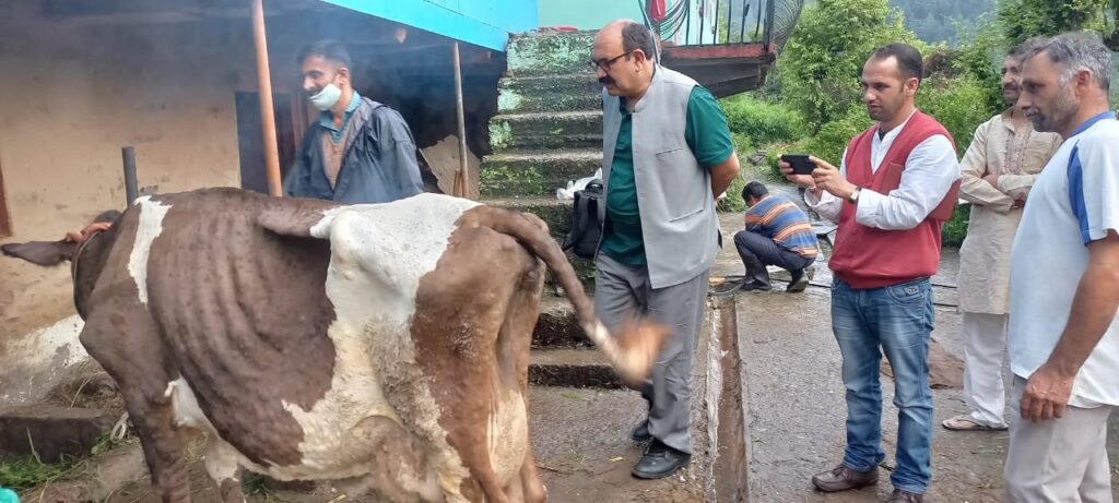 Kissan Sabha concerns over spurt in cases of lumpy skin disease in cattle HIMACHAL HEADLINES