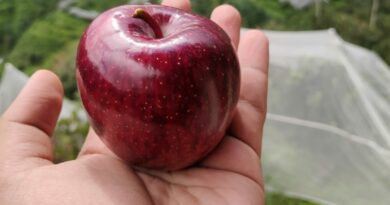 Half of Apple crops reaches to market, Farmers appreciating rumneriative prices HIMACHAL HEADLINES