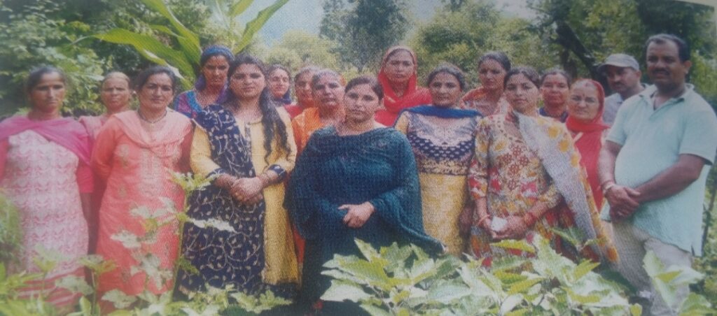 Women of Panjayanu village of Mandi district set an example with innovative efforts in natural farming Women of Panjayanu village of Mandi district set an example with innovative efforts in natural farming HIMACHAL HEADLINES