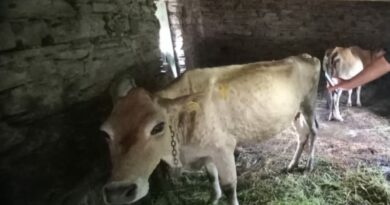 4347 livestock die,  81843 affect with Lympy Skin Disease in Himachal  HIMACHAL HEADLINES