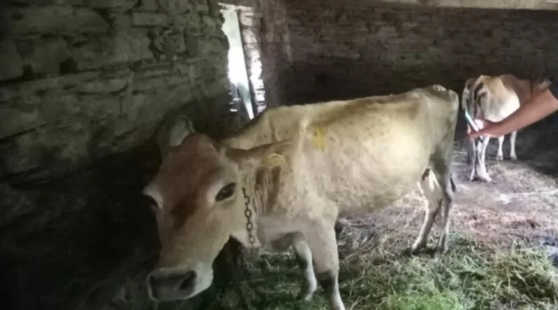 4347 livestock die,  81843 affect with Lympy Skin Disease in Himachal  HIMACHAL HEADLINES