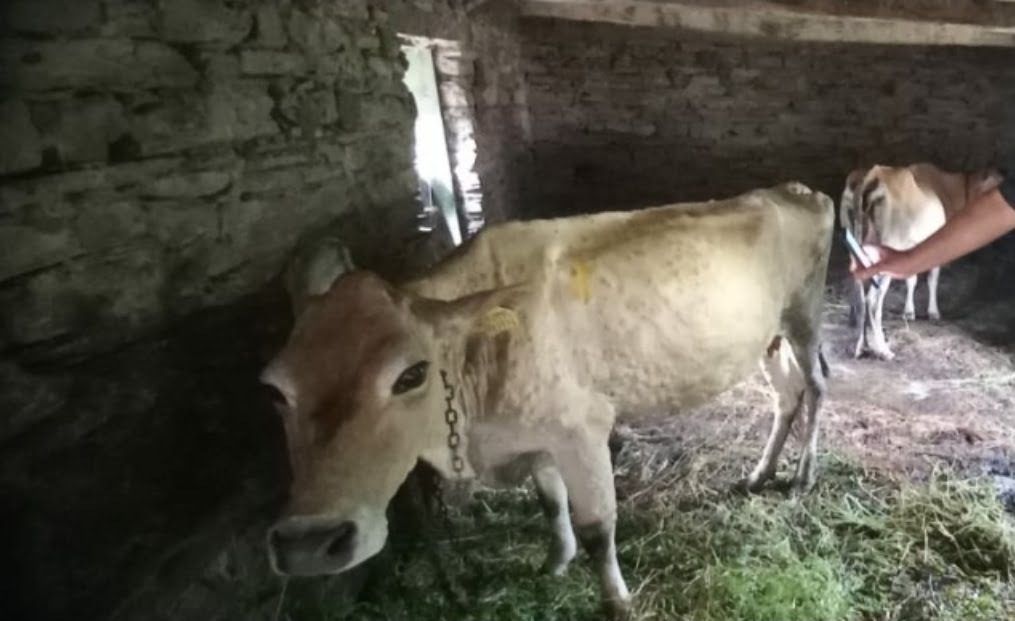 4347 livestock die, 81843 affect with Lympy Skin Disease in Himachal 4347 livestock die, 81843 affect with Lympy Skin Disease in Himachal HIMACHAL HEADLINES