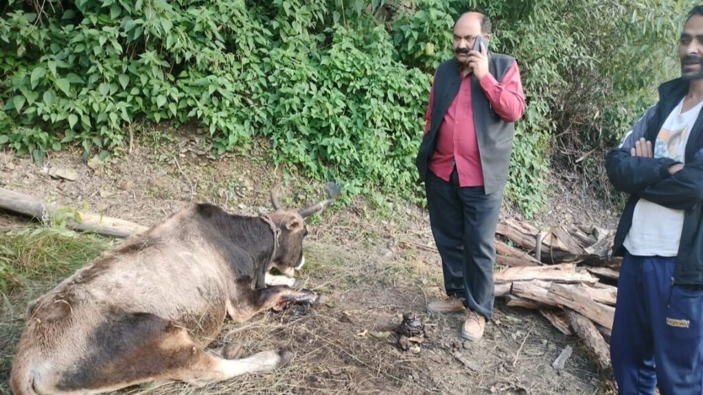  Kisan Sabha again warns the government about the serious condition of lumpi disease HIMACHAL HEADLINES