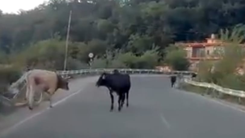 Stray cattle : HC issue notice to state  HIMACHAL HEADLINES
