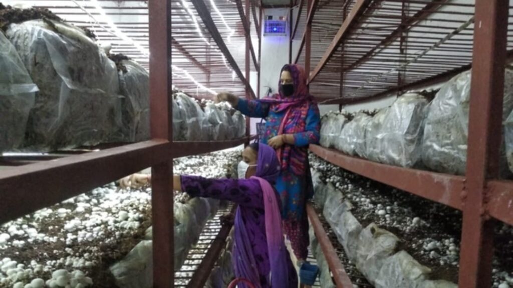 Mushroom Cultivation a Boon for Women Livelihood in Rural Villages of Himachal Mushroom Cultivation a Boon for Women Livelihood in Rural Villages of Himachal HIMACHAL HEADLINES