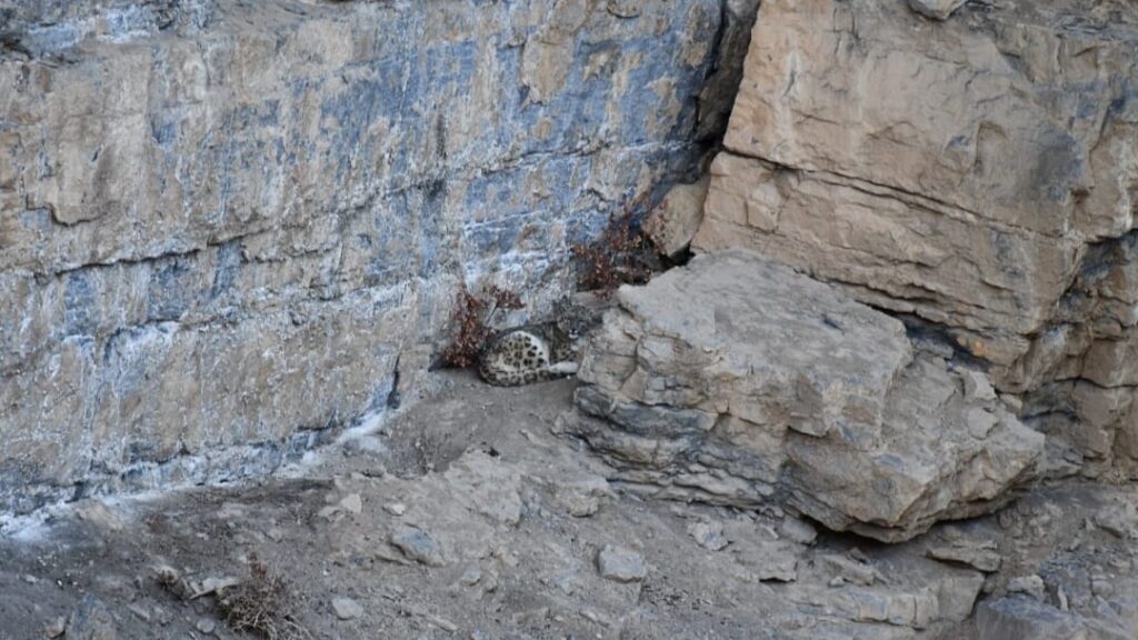Nature lovers have good news<br>Snow leopard shoot on SLR and Mobile Camera Nature lovers have good news<br>Snow leopard shoot on SLR and Mobile Camera HIMACHAL HEADLINES