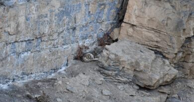 Nature lovers have good news<br>Snow leopard shoot on SLR and Mobile Camera HIMACHAL HEADLINES