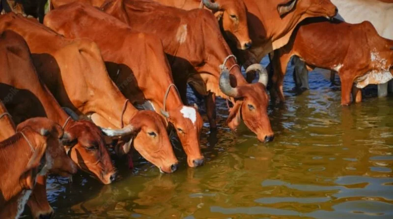 <strong>State government  notifies Cow Sanctuaries and Gausadans as infirmaries</strong> HIMACHAL HEADLINES