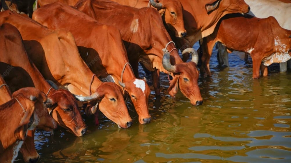 <strong>State government  notifies Cow Sanctuaries and Gausadans as infirmaries</strong> HIMACHAL HEADLINES