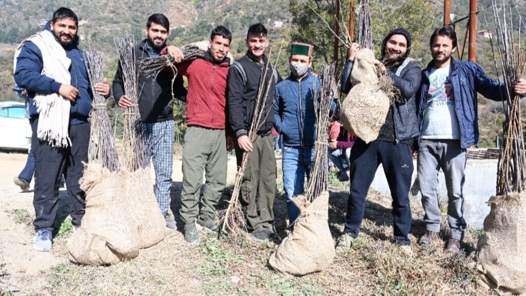 Annual temperate fruit plants sale begins at Nauni and research stations HIMACHAL HEADLINES