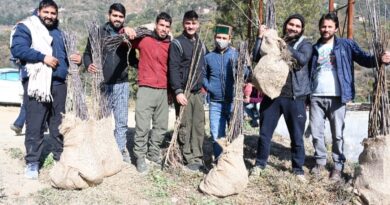 Annual temperate fruit plants sale begins at Nauni and research stations HIMACHAL HEADLINES