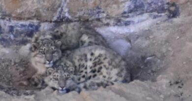 Alisa a snow leopard with twin cubs capture live by an amature wildlife photographer in Himachal HIMACHAL HEADLINES