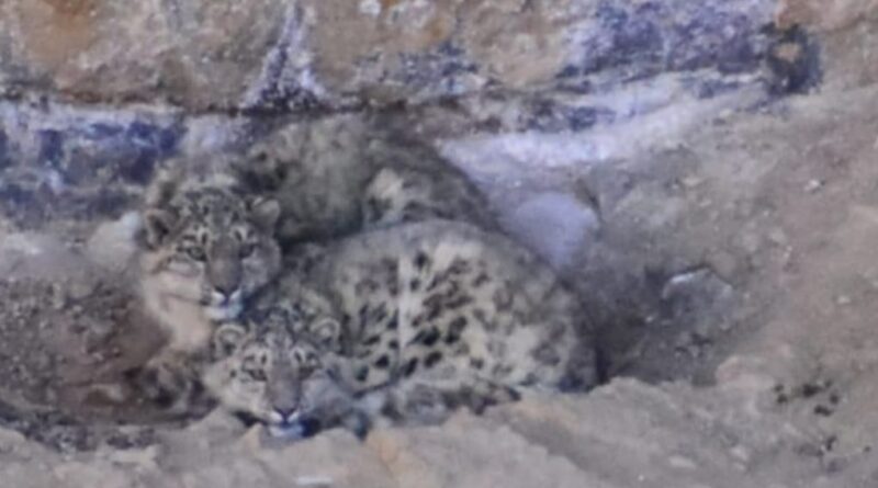 Alisa a snow leopard with twin cubs capture live by an amature wildlife photographer in Himachal HIMACHAL HEADLINES
