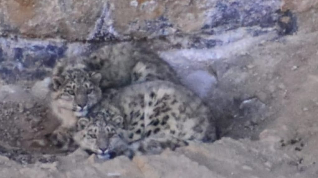 snow leopard: Himachal home to 75 snow leopards, says five-year