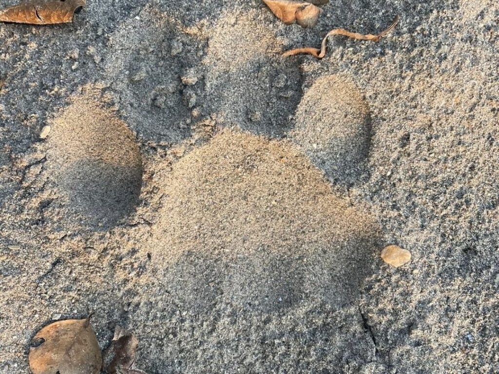 Tiger pugmark found in Himachal Pradesh : Wildlife DFO Tiger pugmark found in Himachal Pradesh : Wildlife DFO HIMACHAL HEADLINES