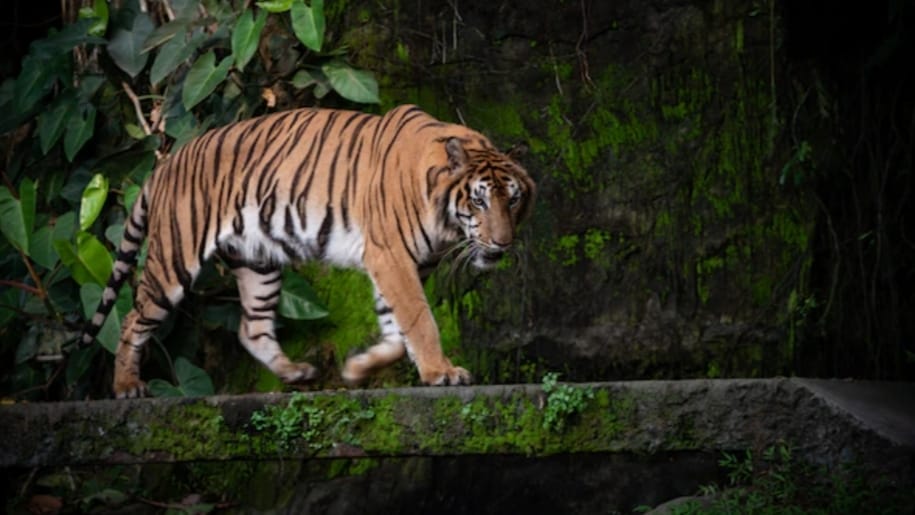 Tiger in Himachal Farmhouse :Wildlife Wing place  camera trap HIMACHAL HEADLINES