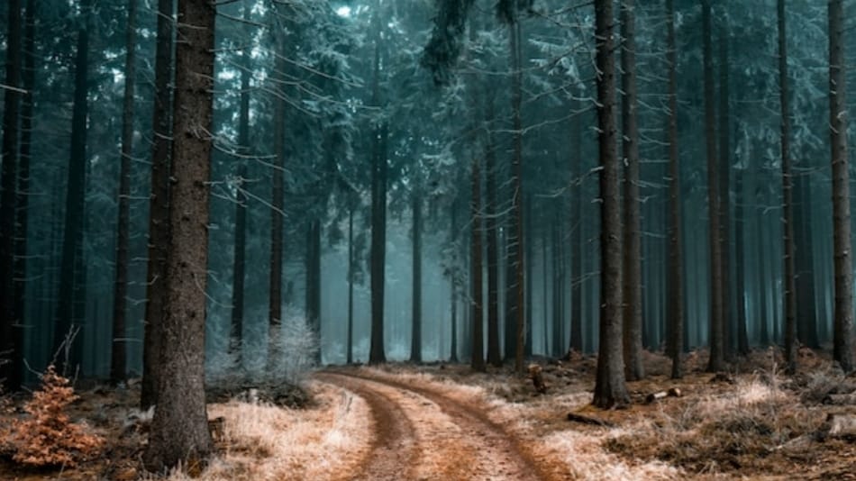 CM emphasizes on evolving mechanism to expedite Forest (FCA) cases CM emphasizes on evolving mechanism to expedite Forest (FCA) cases HIMACHAL HEADLINES